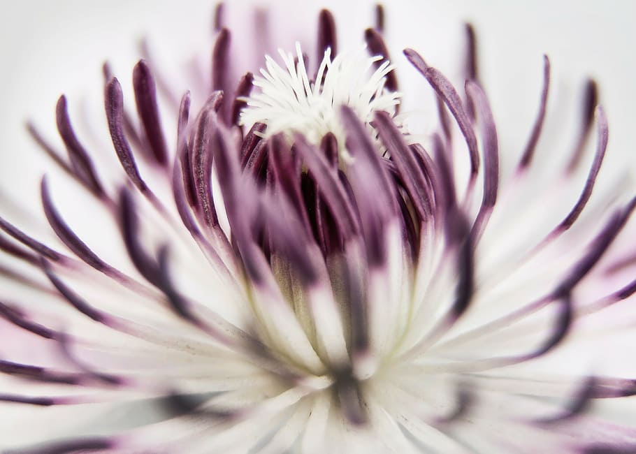macro photography of purple and white flowers, clematis, blossom HD wallpaper