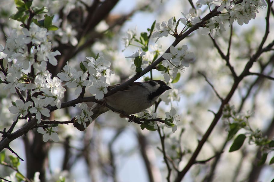 spring, white, bloom, nature, apple tree, leaves, living nature HD wallpaper