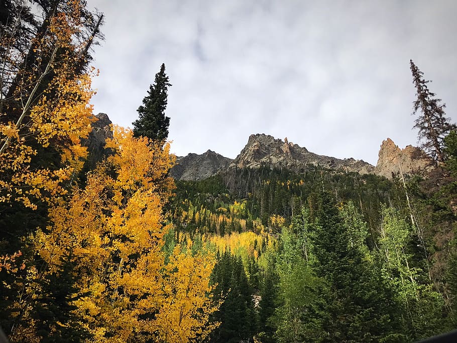green forest near mountain, green trees covering mountain, rock HD wallpaper