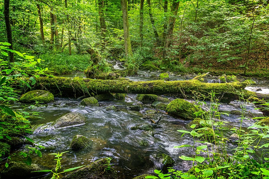 water, trees, green, moss, landscape, gorge, bach, nature, natural water HD wallpaper