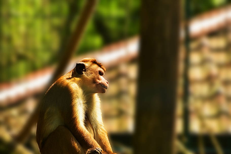 monkey, primate, cage, grid, animal, mammal, imprisoned, sad HD wallpaper
