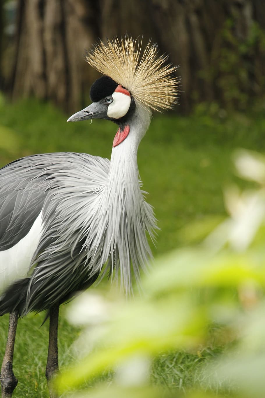 HD wallpaper: Bird, Crane, Gray, Crowned, Avian, gray crowned, large ...