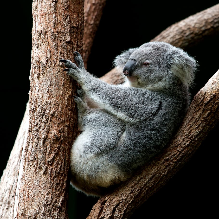 gray koala perching on tree, gray koala on tree, icon, australia HD wallpaper