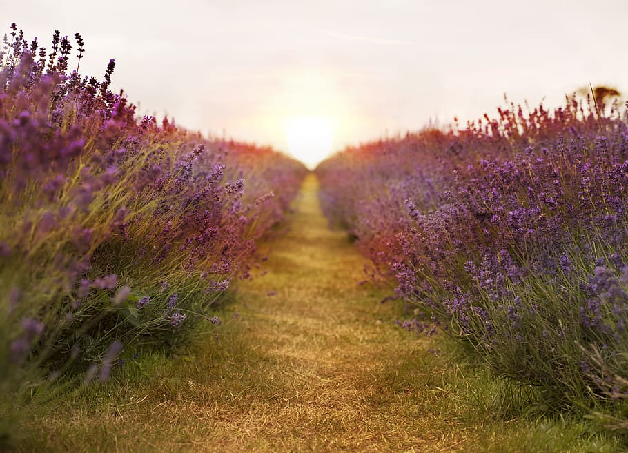 brown pathway between purple petaled flower during golden hour HD wallpaper