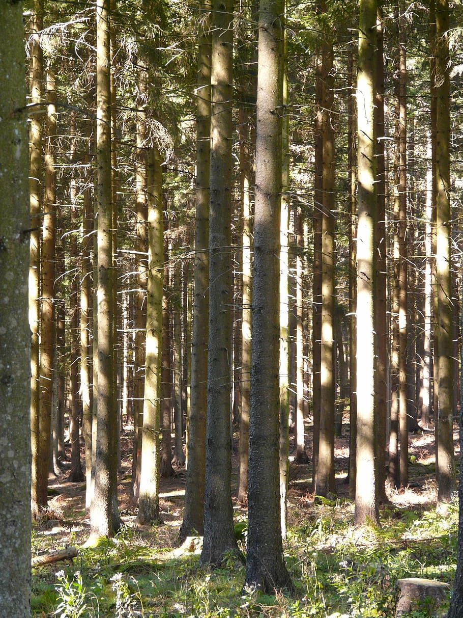 forest, trees, firs, strains, light, shadow, forestry, nature HD wallpaper