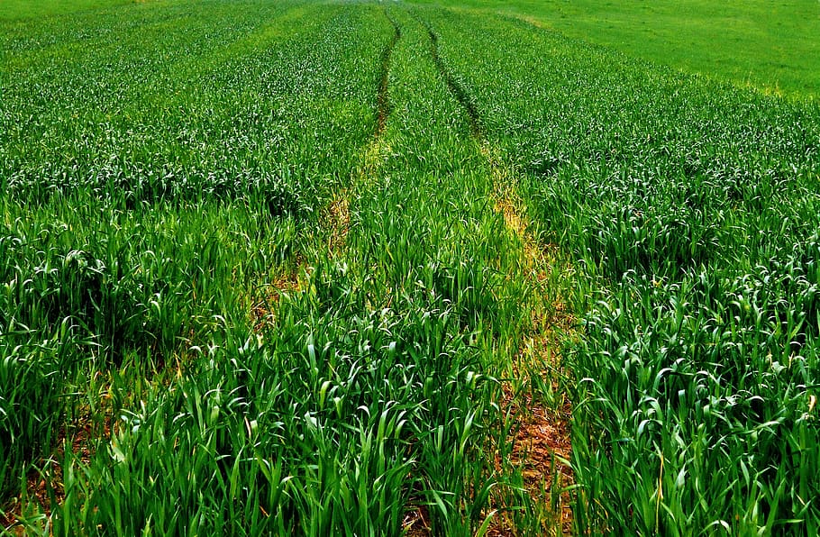field, track, way, corn, spring, green, agriculture, green color HD wallpaper