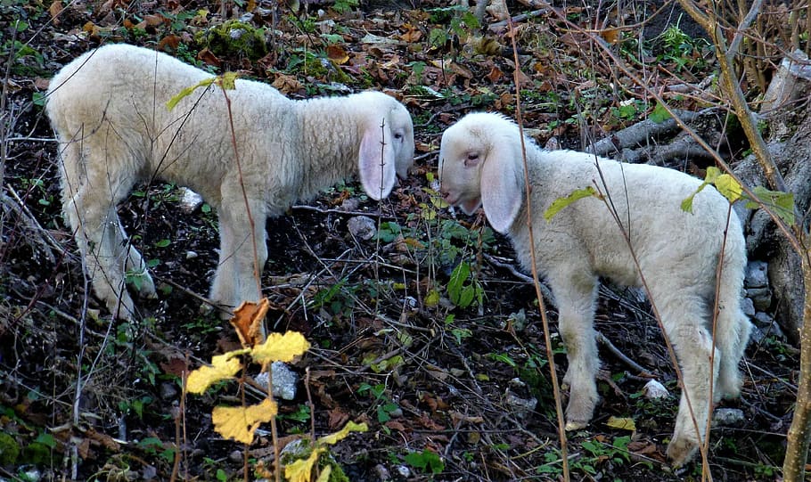 sheep, lamb, lambs, animals, schäfchen, nature, wool, animal world HD wallpaper