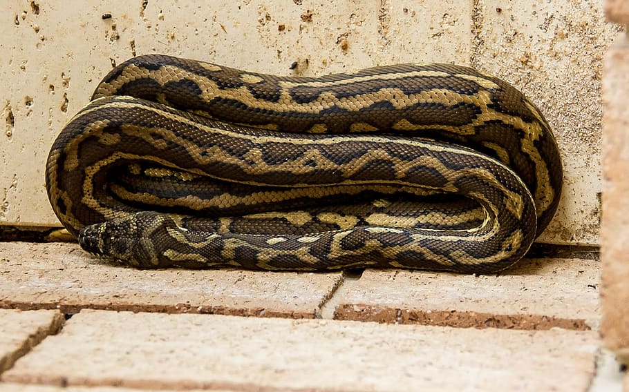 brown and black snake beside wall, carpet python, coiled, folded HD wallpaper