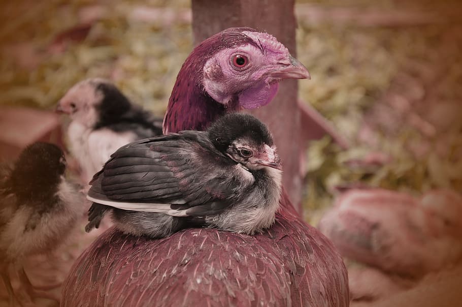 motherhood, chicken, animal, love, baby, hen, care, parent