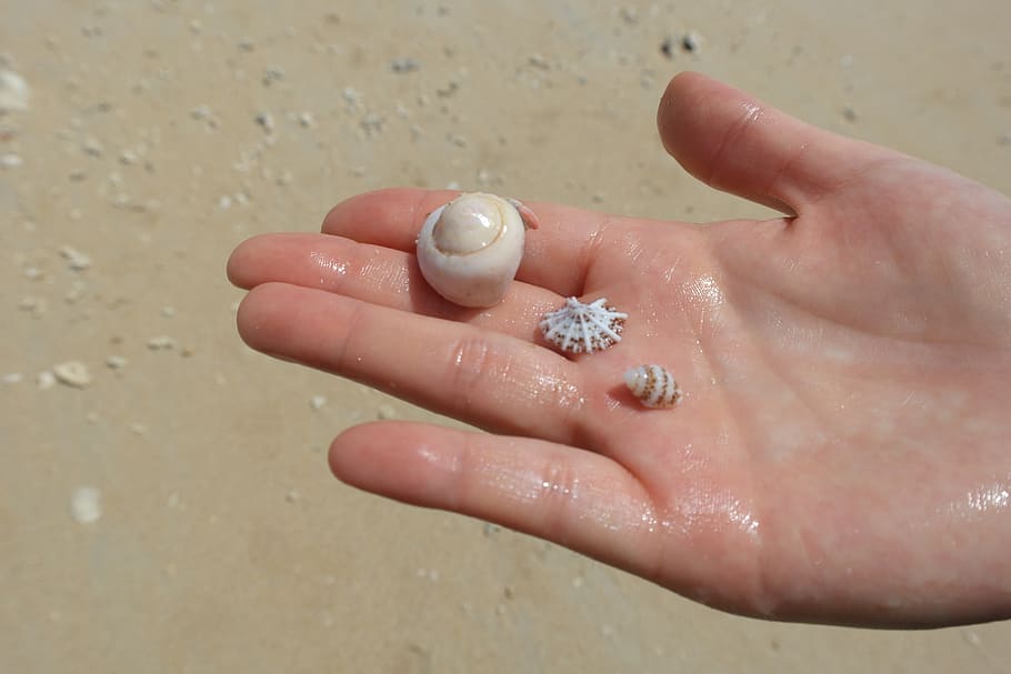 sea, hand, clam, sandy, beach, nature, human hand, human body part HD wallpaper