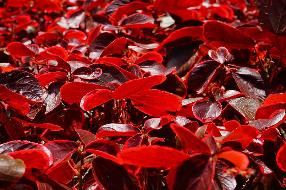 leaves, red, bright, bright red, bush, wine red, reddish, acalypha wilkesiana HD wallpaper