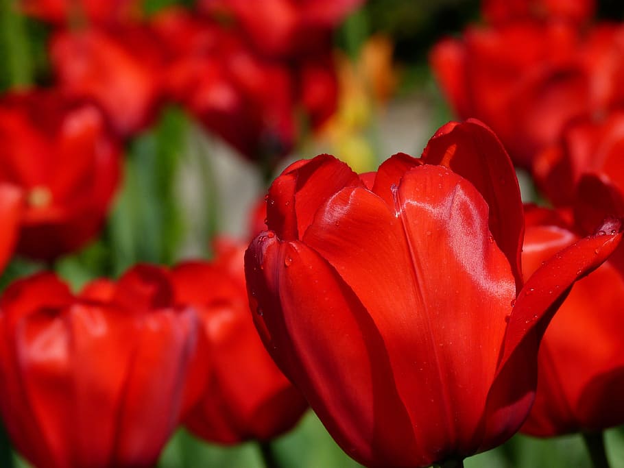 red tulips, flower, nature, spring, flowering plant, beauty in nature HD wallpaper