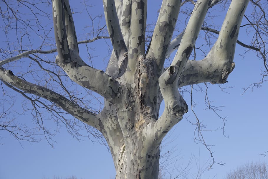 tree, sky, winter, flushing meadow park, new york city, queens HD wallpaper