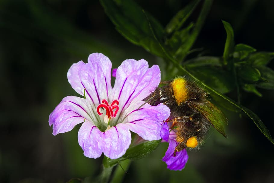 Macro, Flower, Bee, Pollen, Purple, Bug, honey, insects, pestle, HD wallpaper