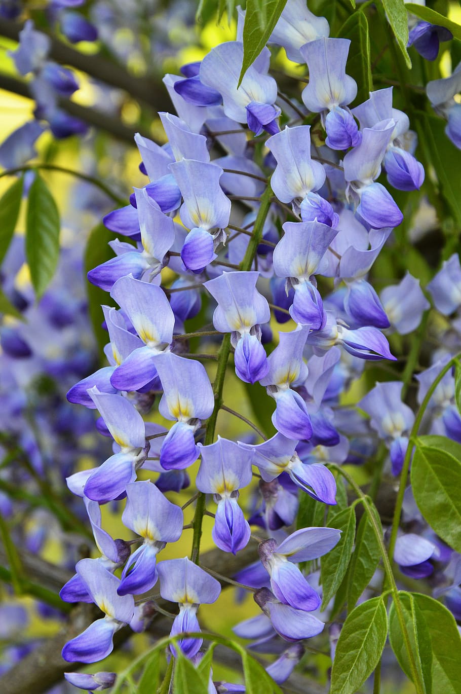 Flower, Spring, Garden, hanging flower, growth, purple, scented HD wallpaper