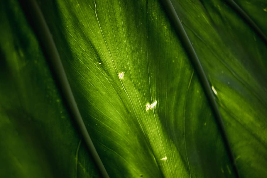 macro photographyt green leafed plant, closeup photo of green leafed plant HD wallpaper