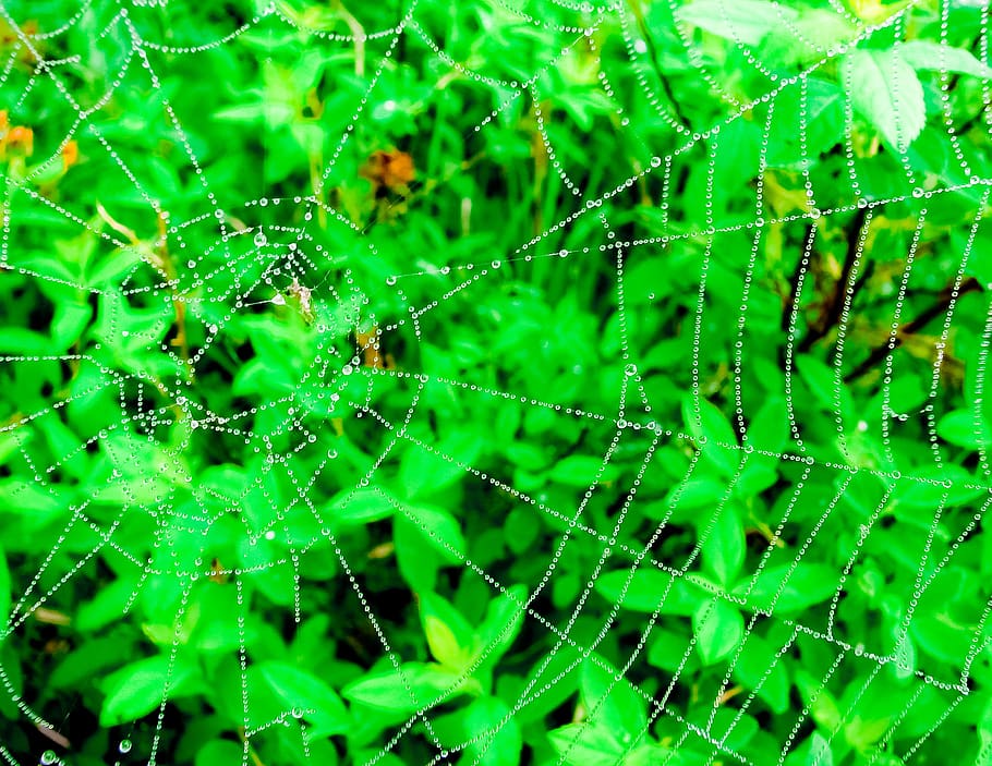 spider, insect, bug, web, green, wild, arachnid, spiderweb HD wallpaper
