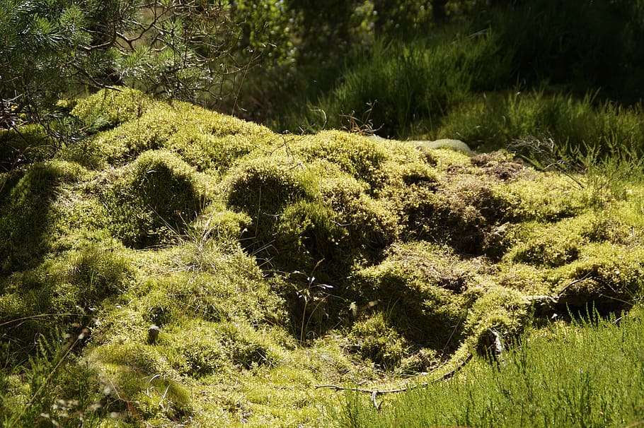 Moss, Mossy, Ground, Vegetation, bemoost, ground vegetation, HD wallpaper