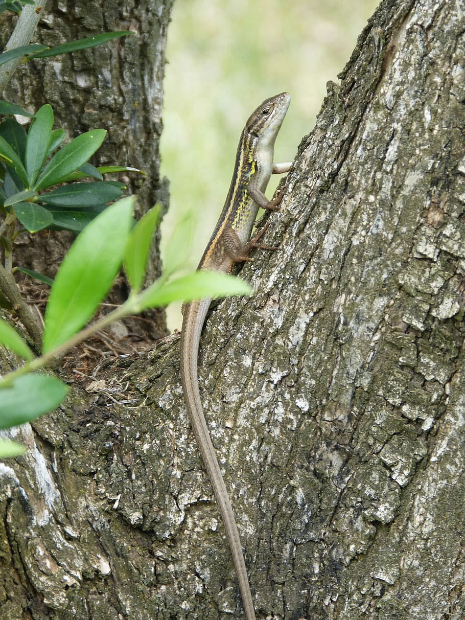 Lizard, Trunk, Tree, Reptile, sargantana, tree trunk, one animal HD wallpaper