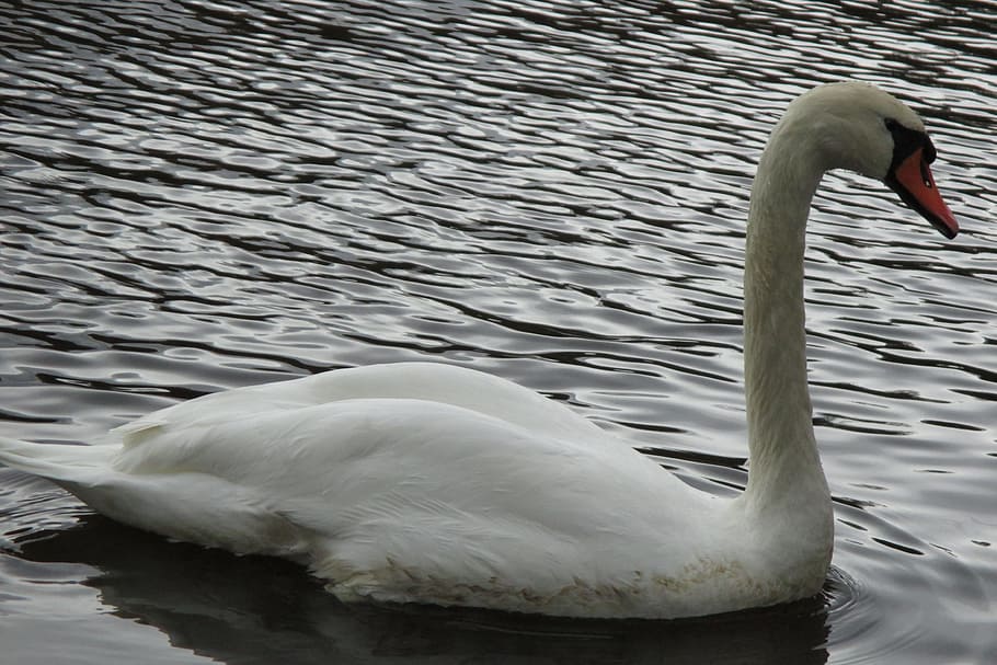 swan, bird, feather, water, animal wildlife, animal themes HD wallpaper