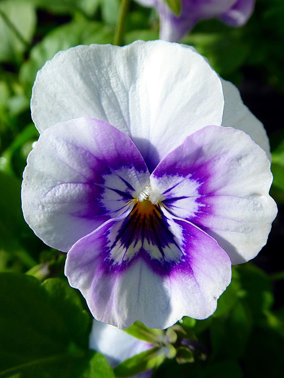 thinking, viola, purplish, fall, violet, white, flower, plant, HD wallpaper