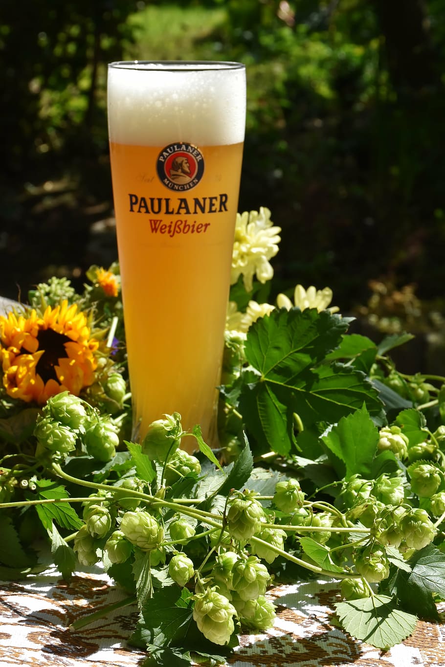 clear Paulaner Wierbier glass with yellow liquid, hops, hop shoots