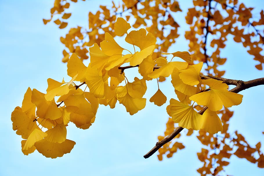 HD wallpaper: ginkgo, gingko, biloba, leaves, bokeh, green, leaf