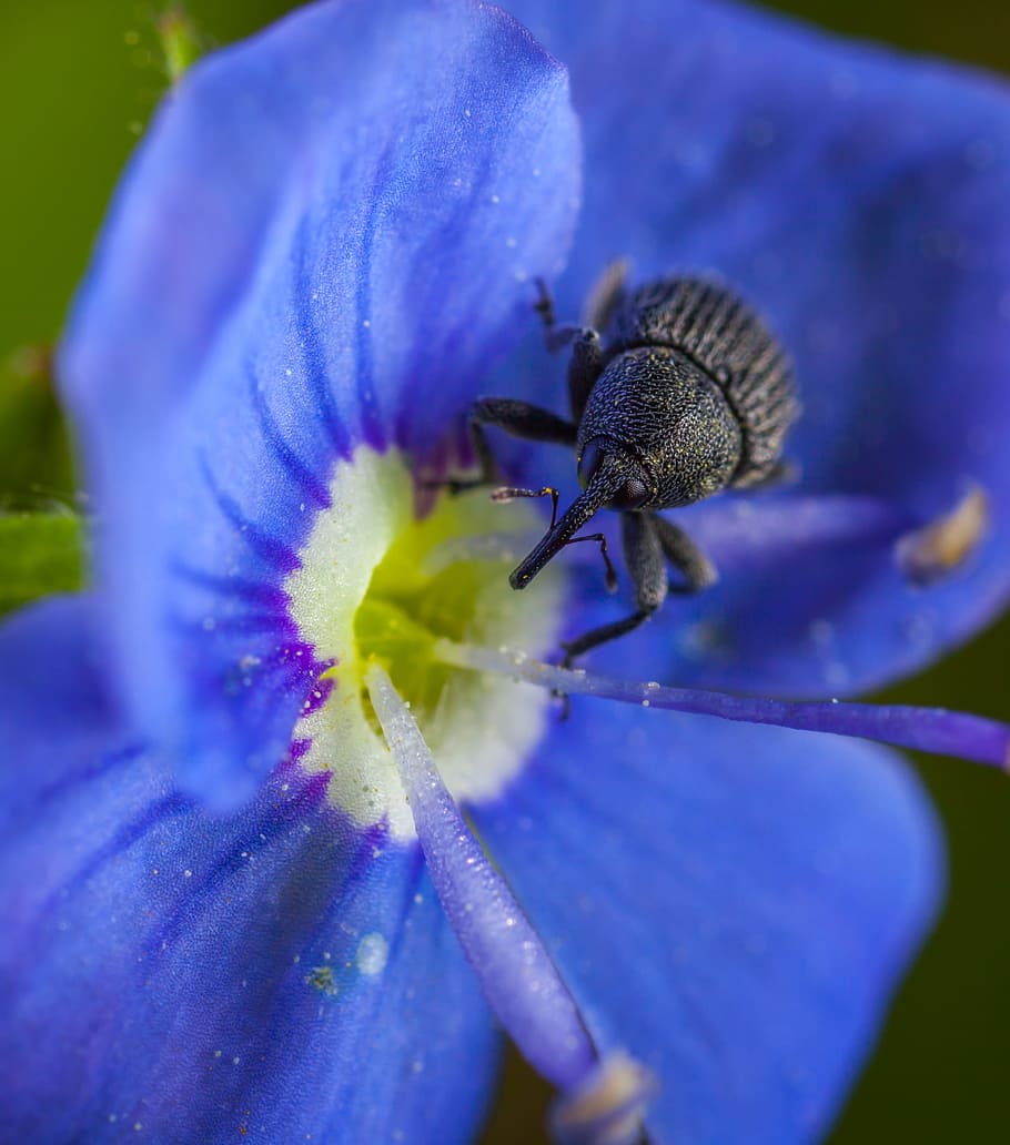 no one, flower, outdoors, insect, nature, beetle, macro, flowering plant HD wallpaper
