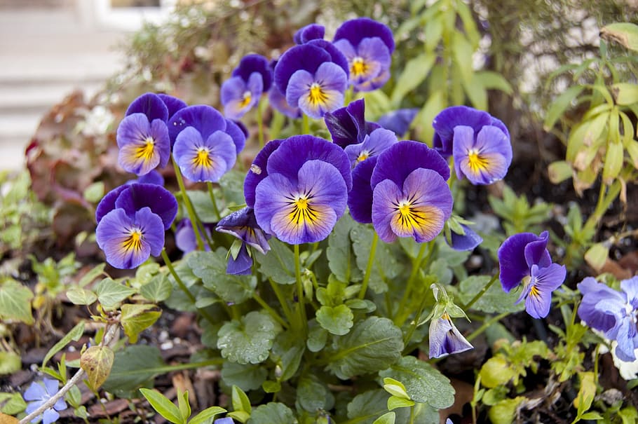 april, spring, nature, flower, blossom, colorful, blooming HD wallpaper