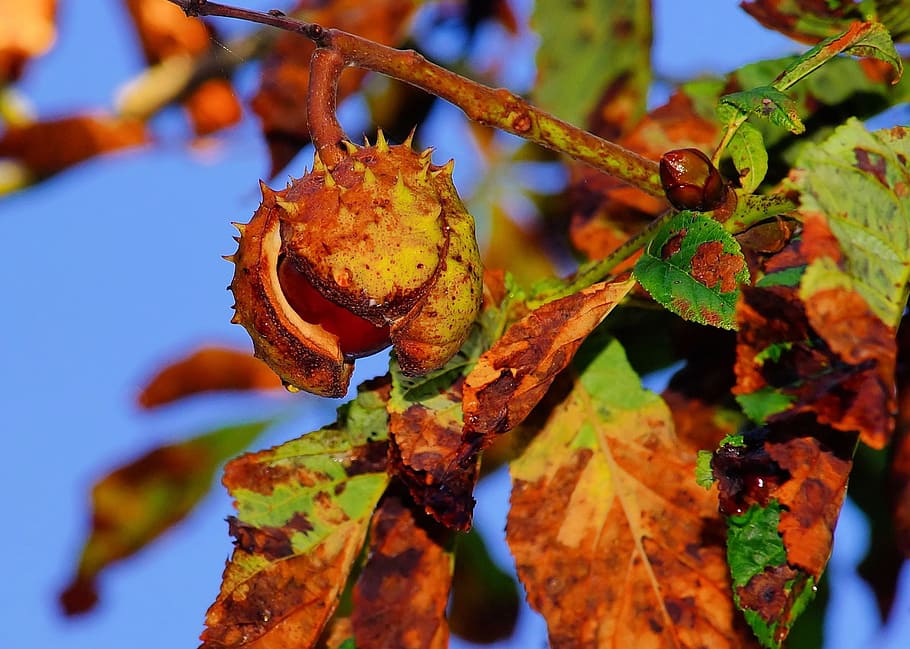 walnut fruit with withered leaves, chestnut, autumn, chestnut tree, HD wallpaper