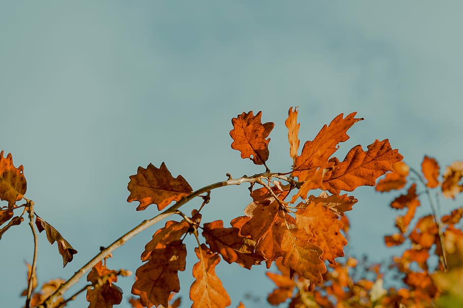 dried leaves under white clouds at daytime, orange leaves, tree HD wallpaper
