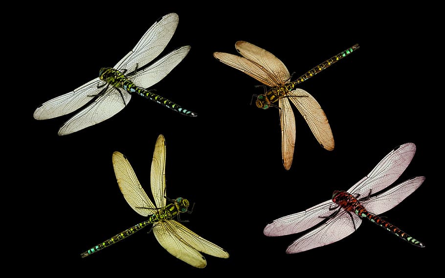 four assorted-color dragonflies, animal, dragonfly, insect HD wallpaper