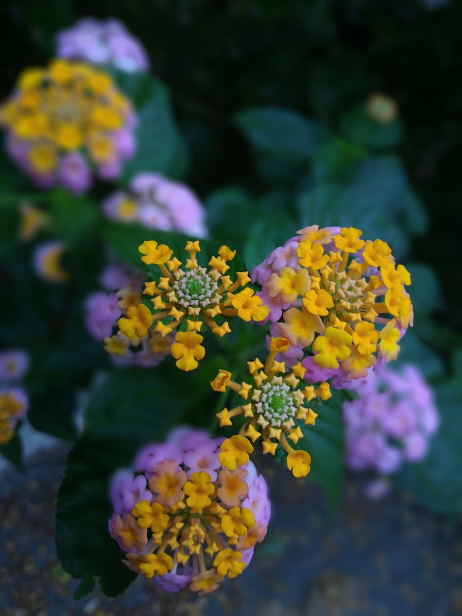 flower, nature, flora, flowering plant, vulnerability, fragility HD wallpaper