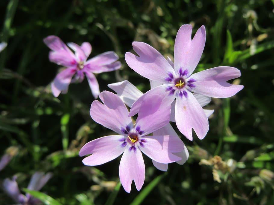 Flowers, Violet, violet flowers, nature, plant, purple, petal HD wallpaper