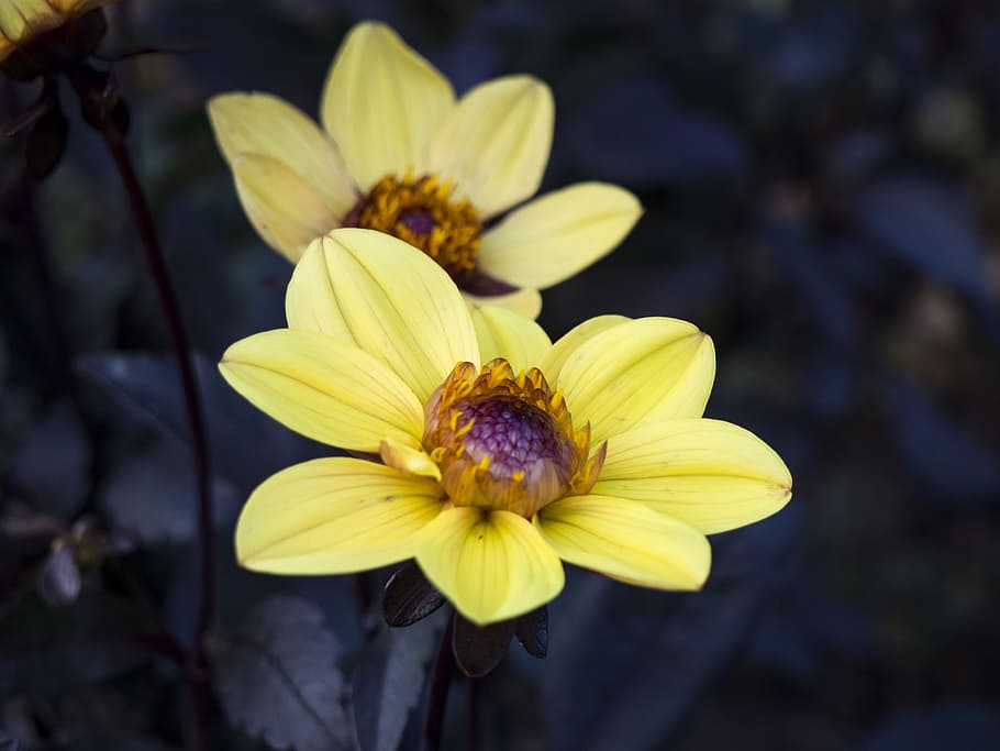 Yellow Flowers, dark, garden, shadow, Macro, Nature, plant, petal HD wallpaper