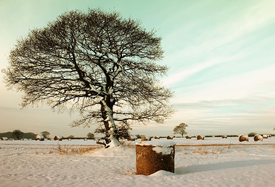 cold, snow, landscape, nature, branches, field, zing, frost, frosty HD wallpaper