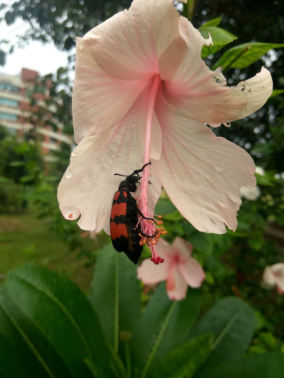 red, bug, mylabris pustulata, hycelus, arthropoda, flower, rainy day HD wallpaper