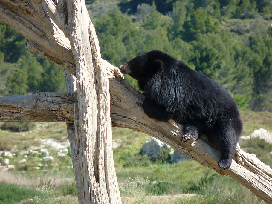 Bear, Animal, Zoo, one animal, tree, animal wildlife, animals in the wild HD wallpaper