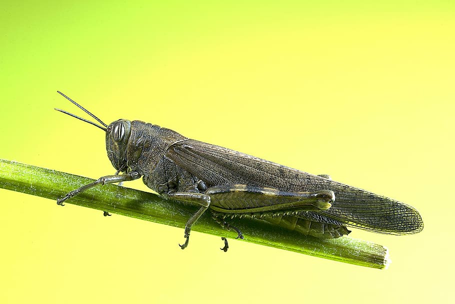 grasshopper, insect, macro, he caught, nature, animal, locust HD wallpaper