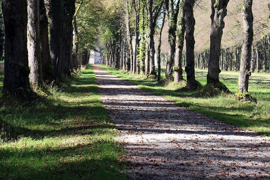 nature, leisure, recovery, forest path, away, avenue, trees HD wallpaper
