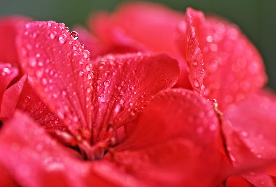 geranium, flower, droplets, pink geranium, macro, blossom, bloom HD wallpaper