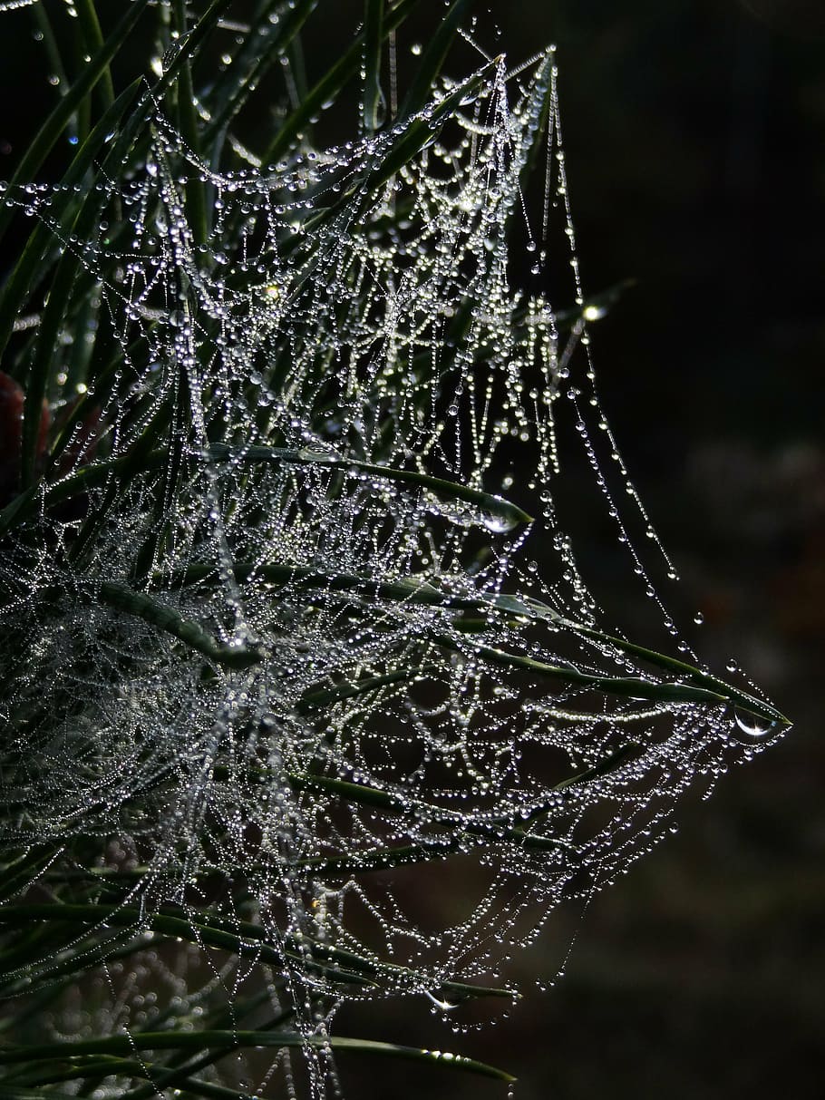 cobweb, spider webs, dew, dewdrop, morgentau, beaded, cobwebs HD wallpaper