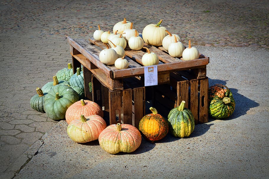 pumpkin, harvest time, sale, decoration, benefit from, pumpkin yard cordes, HD wallpaper