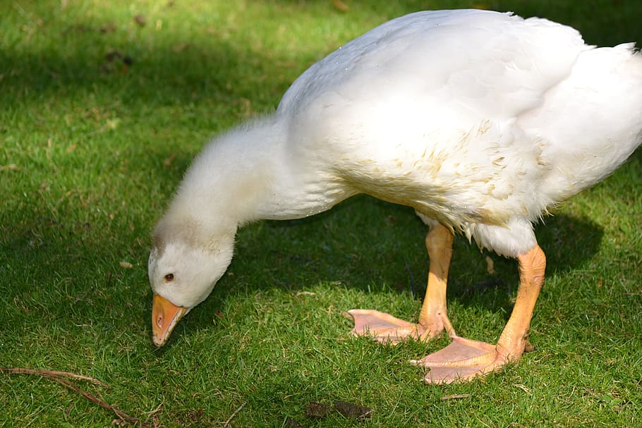 White Turkey Plumage Feathers - Feathergirl