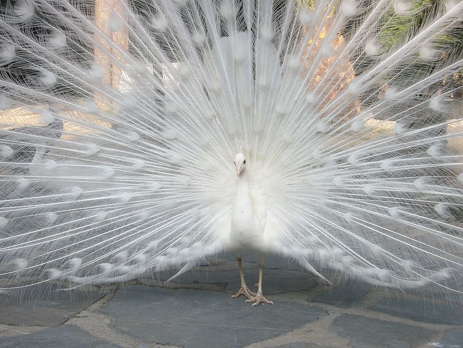 male white peacock spreading its tail, turkey, royal, ave, pen HD wallpaper