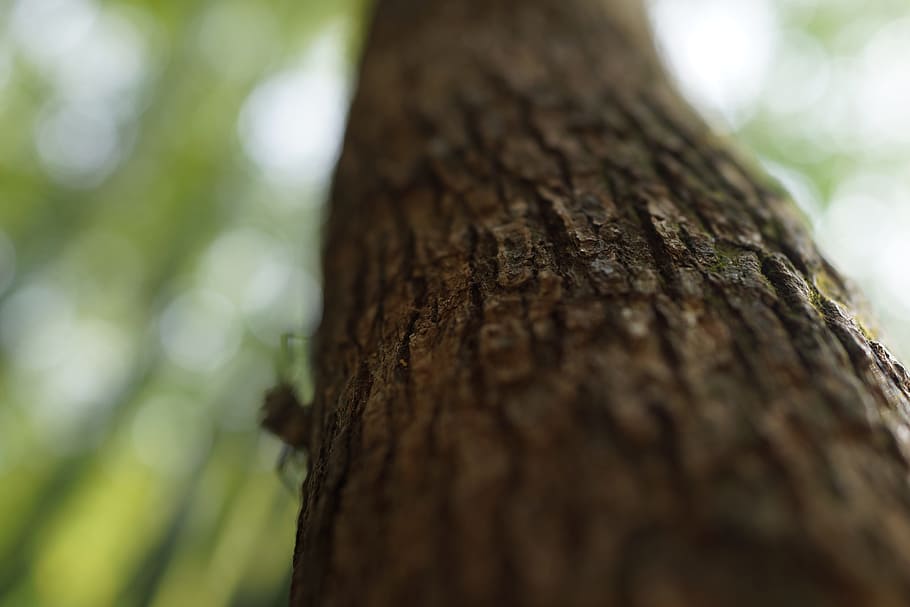 tree, trunk, three gorges dam, peaceful, mountain, nature, lands HD wallpaper