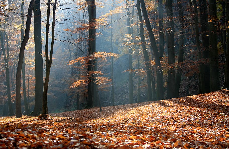 dried maple leaves beside trees, autumn, forest, nature, land HD wallpaper