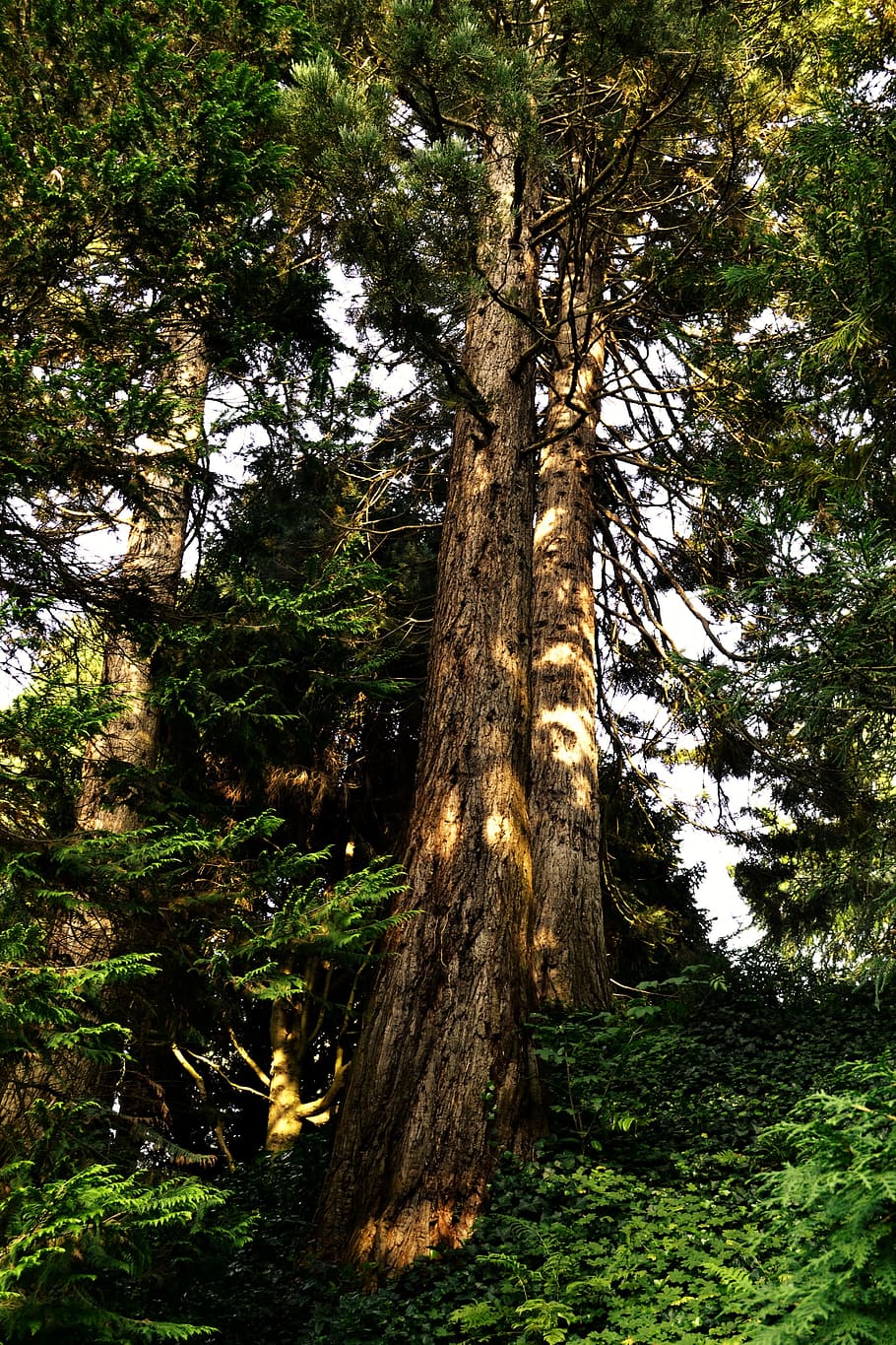 forest, trees, landscape, nature, outdoor, in the green, plant HD wallpaper