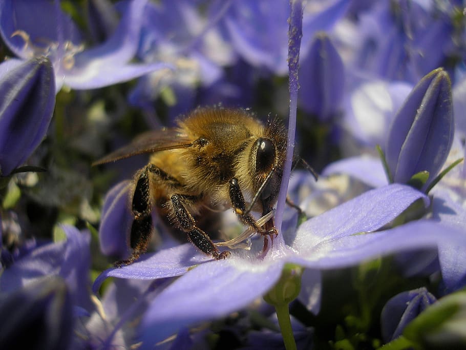 bee, garden, macro, bug, flower, eyes, legs, body, pollen, insects HD wallpaper
