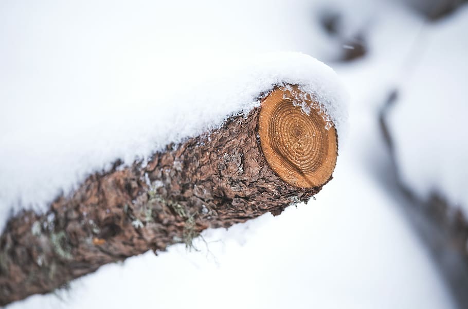 brown twig, snow, log, lumber, ice, cut, cold temperature, winter HD wallpaper
